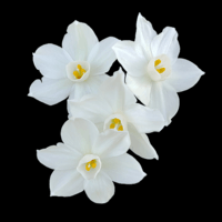 Victoria profile image