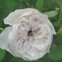 Stacia profile image