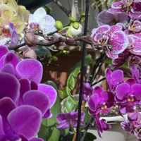 Ardelle K profile image